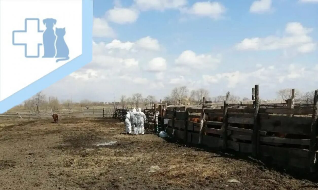 В одном из сел ЕАО объявлен карантин по лептоспирозу