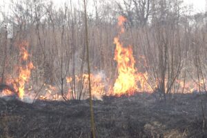 Лесной пожар в ЕАО затронул заповедник
