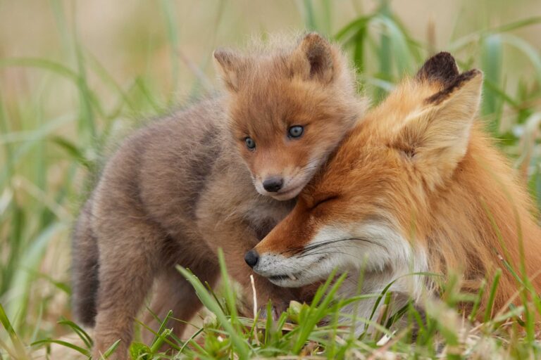 Лисы